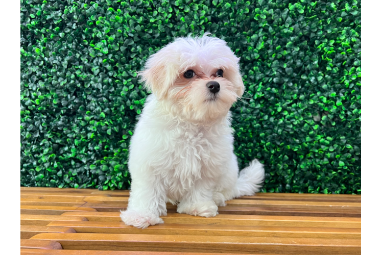 Cute Maltese Purebred Puppy