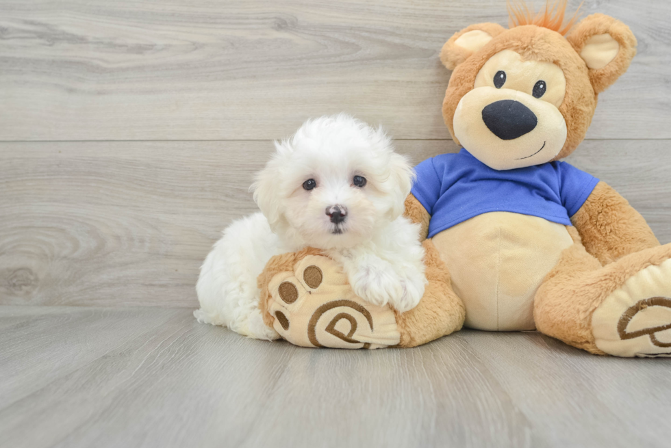 Maltese Pup Being Cute