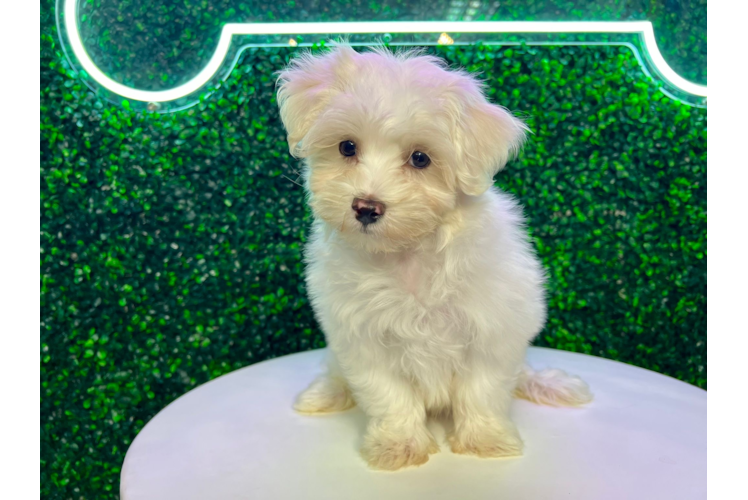 Cute Maltese Purebred Puppy