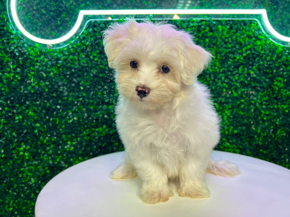 Cute Maltese Purebred Puppy