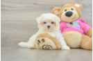 Energetic Maltese Purebred Puppy