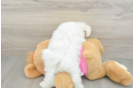 Maltese Puppy for Adoption