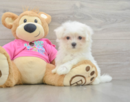 8 week old Maltese Puppy For Sale - Puppy Love PR