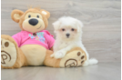 Cute Maltese Purebred Puppy