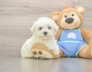 7 week old Maltese Puppy For Sale - Puppy Love PR