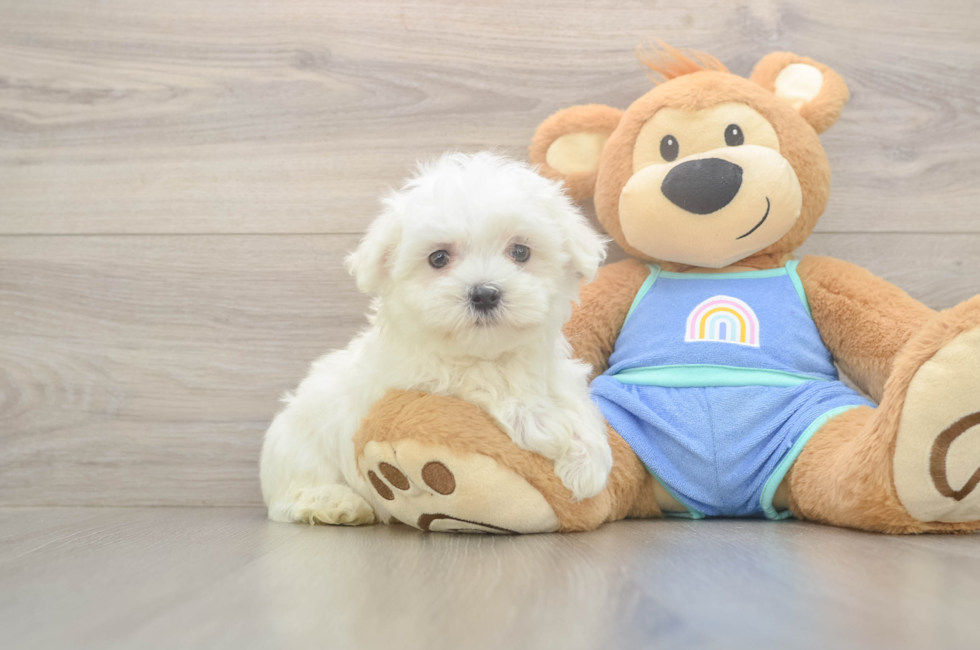 8 week old Maltese Puppy For Sale - Puppy Love PR