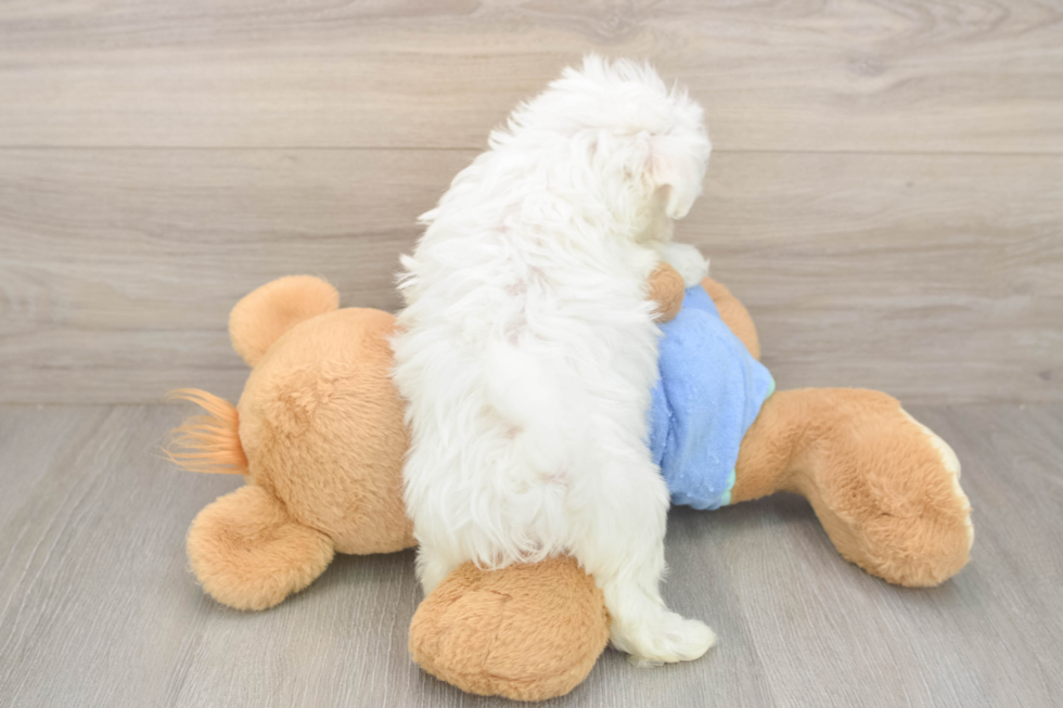 Best Maltese Baby