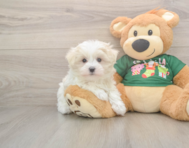 10 week old Maltese Puppy For Sale - Puppy Love PR