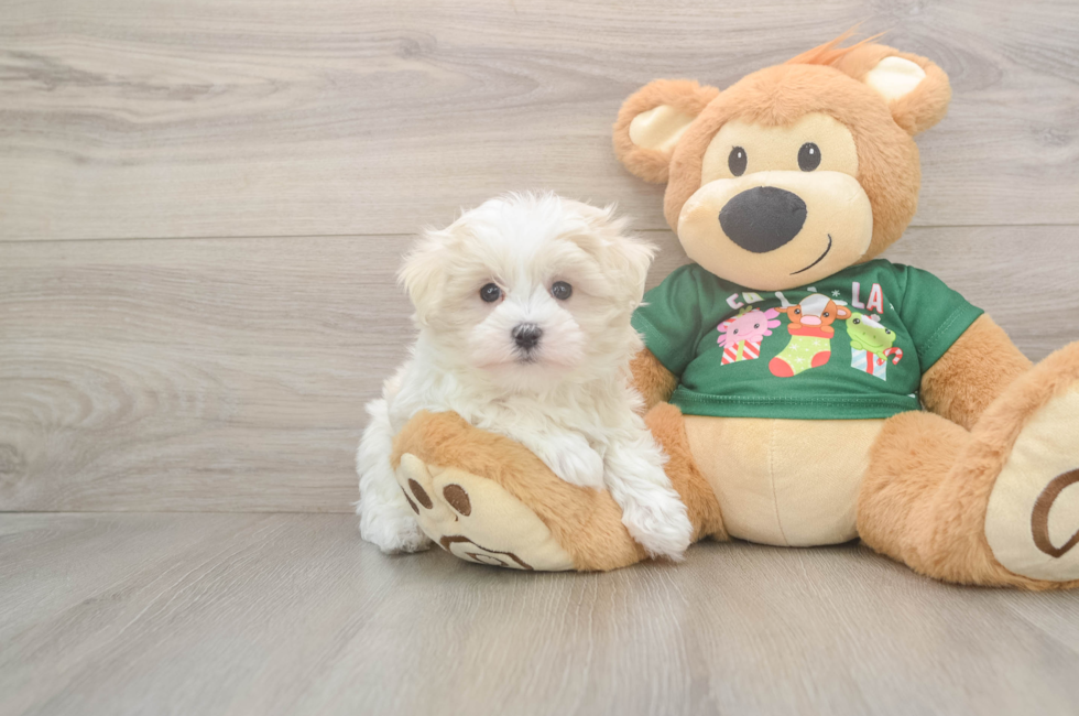 10 week old Maltese Puppy For Sale - Puppy Love PR