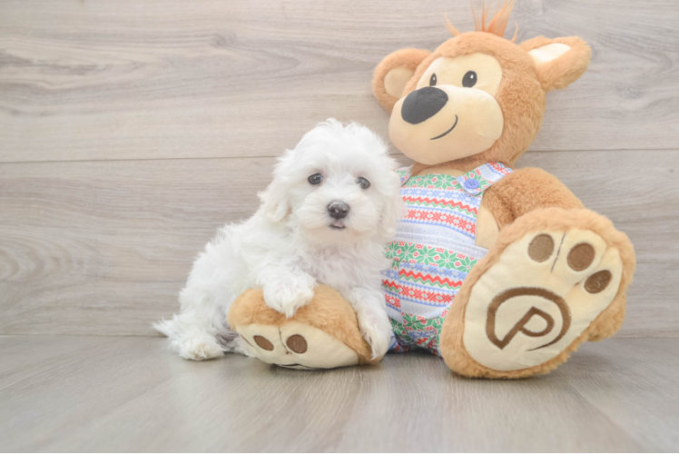 Maltese Pup Being Cute