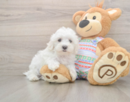 7 week old Maltese Puppy For Sale - Puppy Love PR