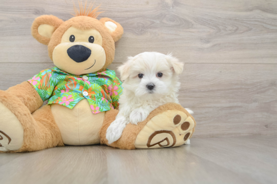 Small Maltese Purebred Pup