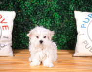 10 week old Maltese Puppy For Sale - Puppy Love PR