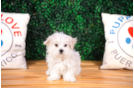 Cute Maltese Purebred Puppy