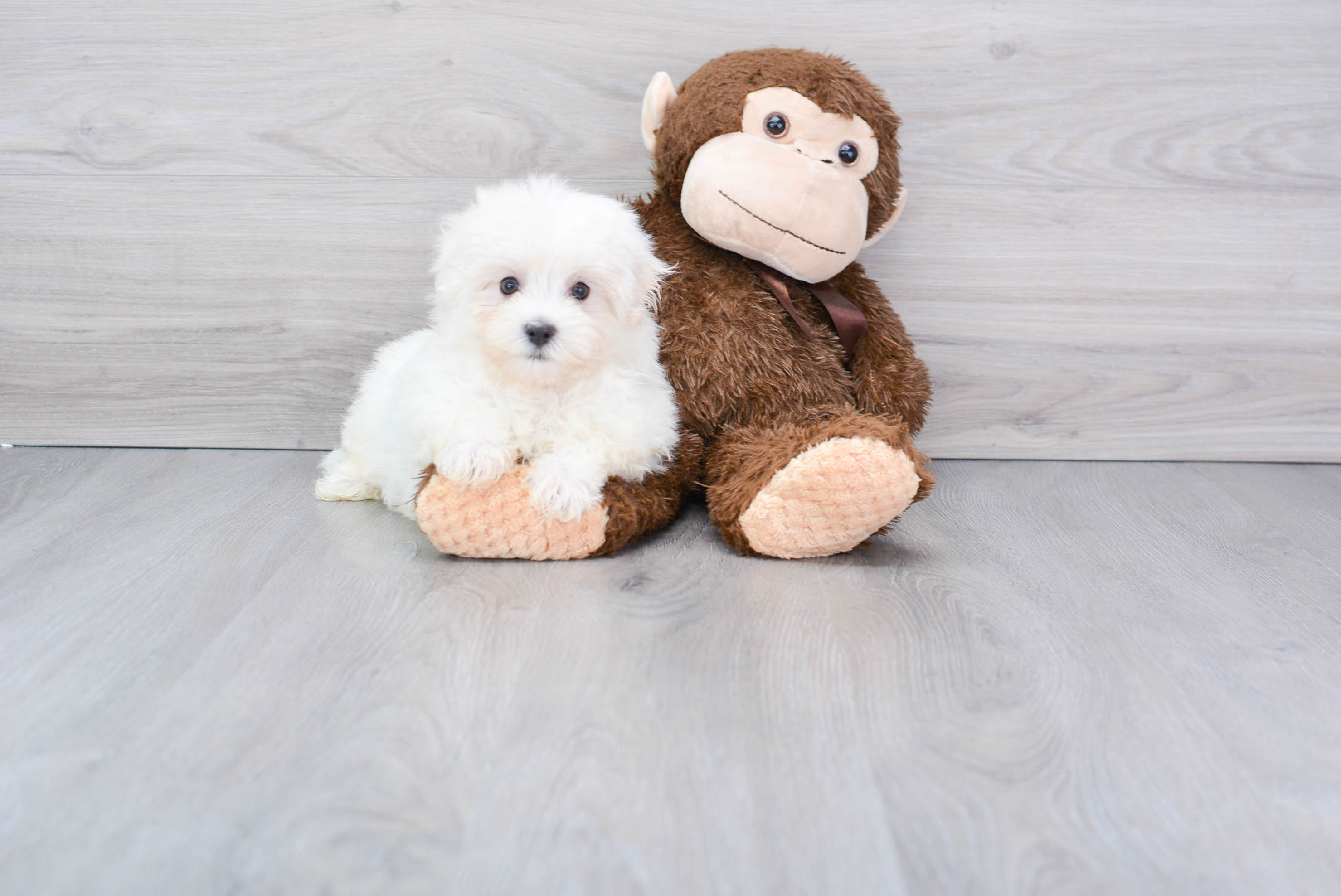 Cute Maltese Purebred Pup