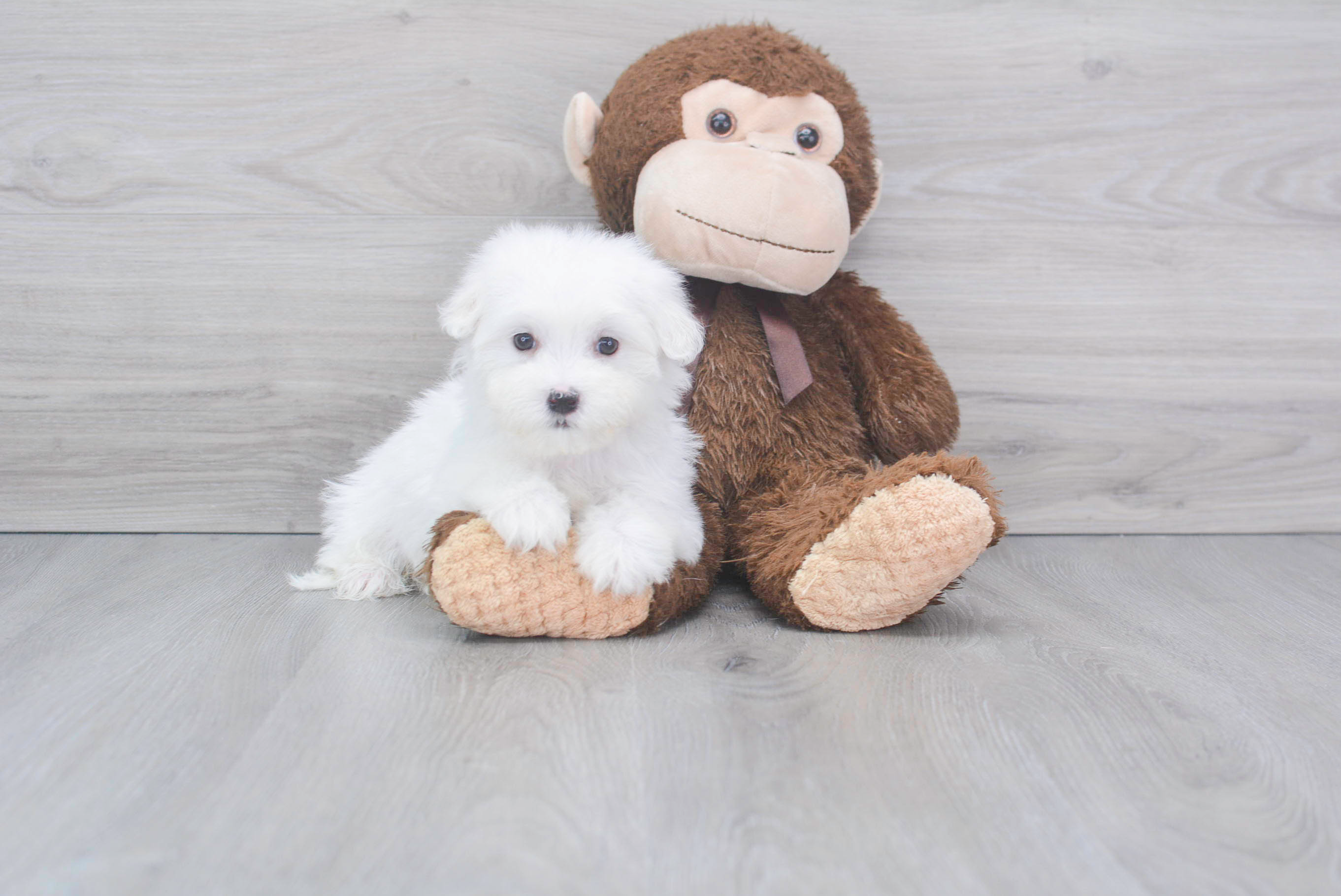 Cute Maltese Purebred Puppy