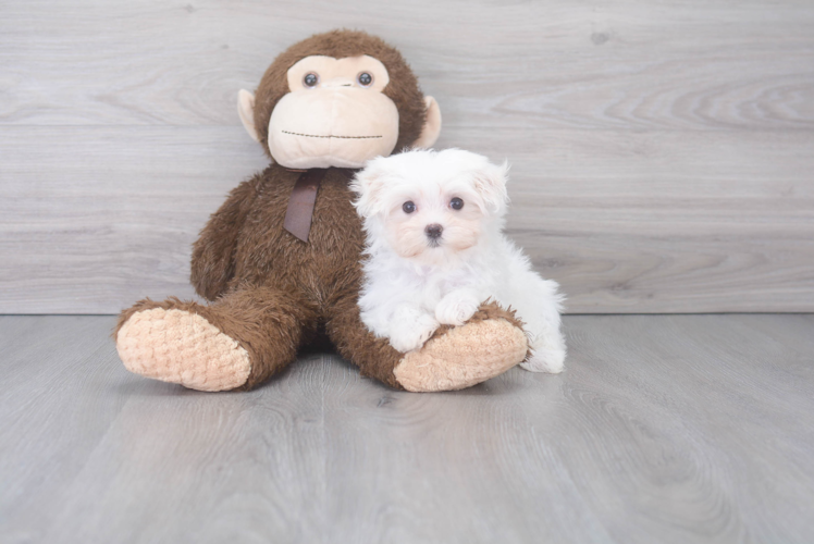 Cute Maltese Purebred Pup