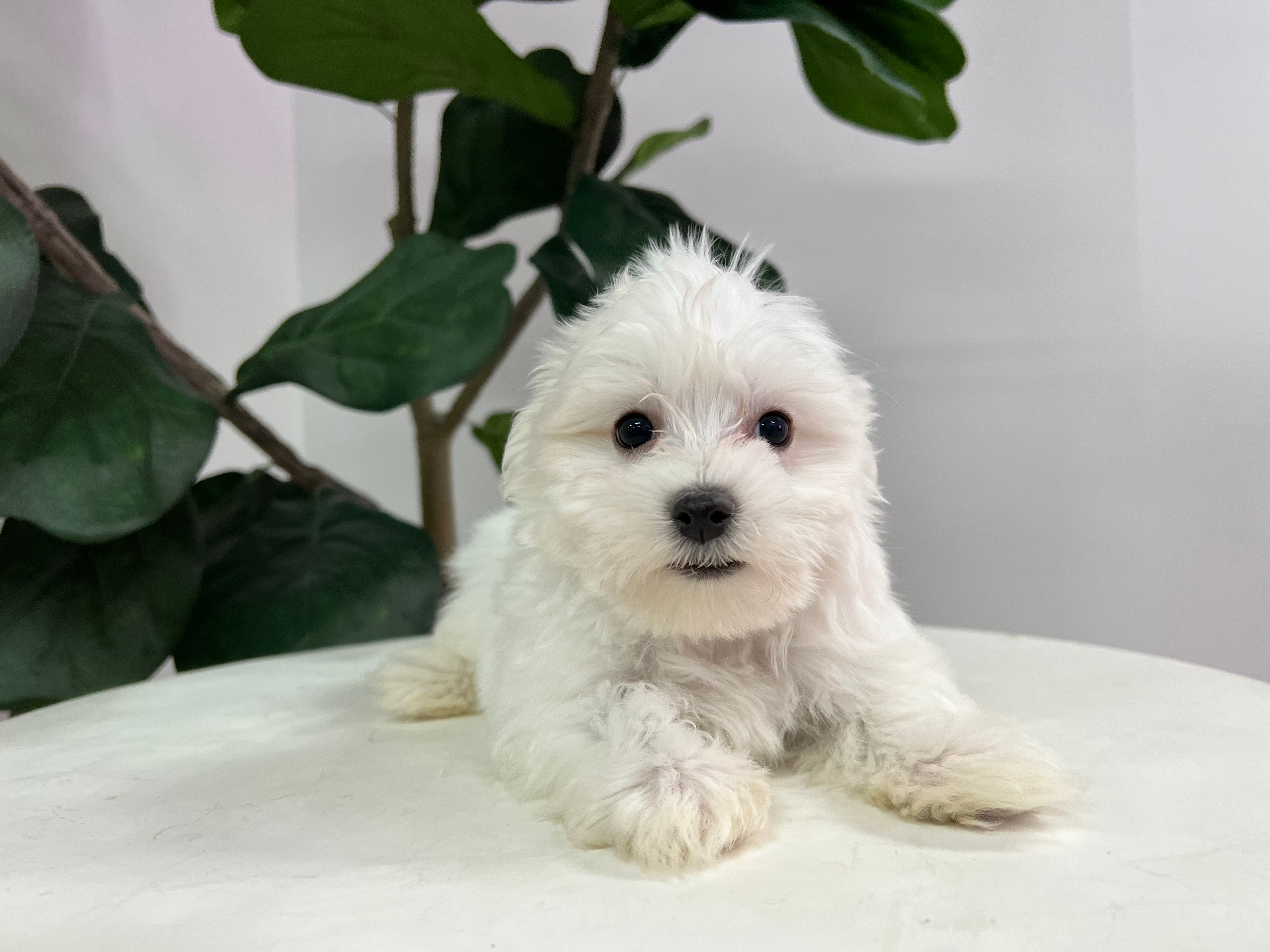 Cute Maltese Purebred Puppy