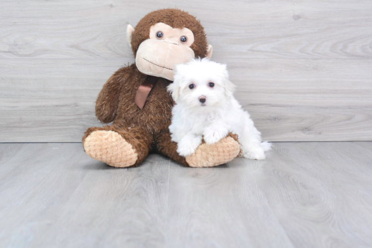 Cute Maltese Purebred Puppy