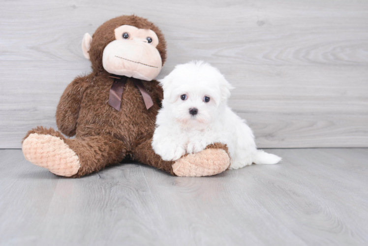 Meet Samwell - our Maltese Puppy Photo 1/3 - Puppy Love PR Maltese Puppy for Adoption