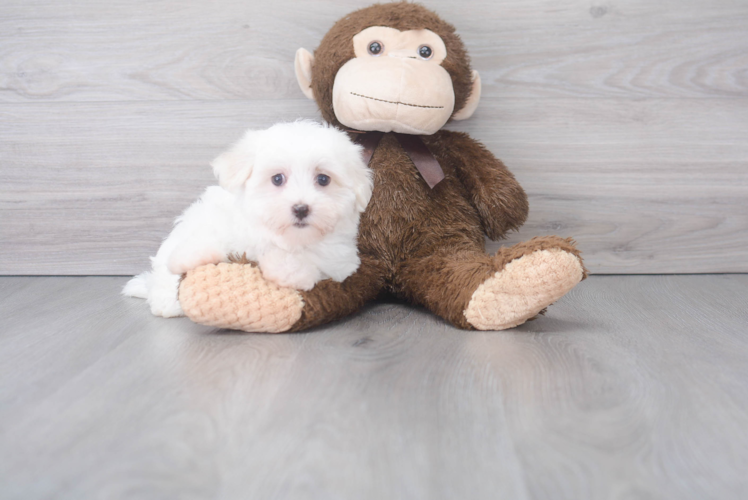 Meet Sugar - our Maltese Puppy Photo 1/2 - Puppy Love PR Cute Maltese Baby