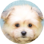 Maltipom Puppy For Sale - Puppy Love PR Maltipom Puppy For Sale - Puppy Love PR