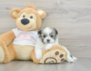 5 week old Maltipom Puppy For Sale - Puppy Love PR