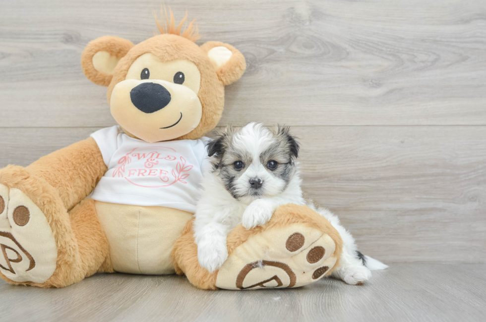 5 week old Maltipom Puppy For Sale - Puppy Love PR