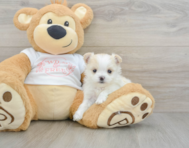 5 week old Maltipom Puppy For Sale - Puppy Love PR