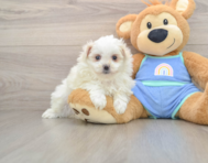 5 week old Maltipom Puppy For Sale - Puppy Love PR