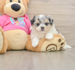 6 week old Maltipom Puppy For Sale - Puppy Love PR