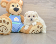 5 week old Maltipom Puppy For Sale - Puppy Love PR