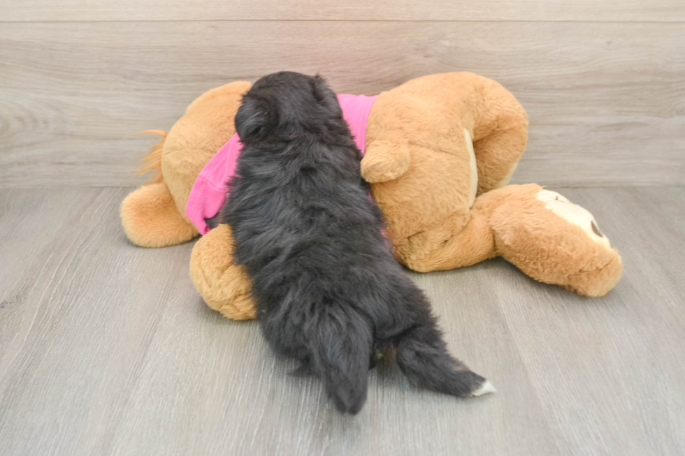 Hypoallergenic Maltese Pom Designer Puppy