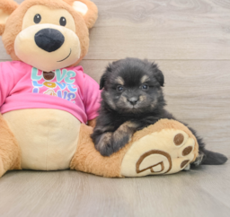 6 week old Maltipom Puppy For Sale - Puppy Love PR