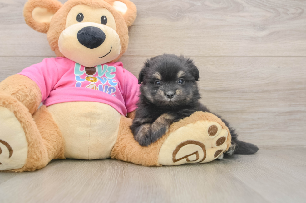 Best Maltipom Baby