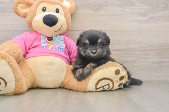 Best Maltipom Baby