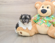 5 week old Maltipom Puppy For Sale - Puppy Love PR