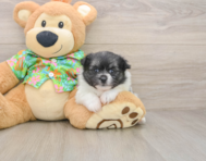 5 week old Maltipom Puppy For Sale - Puppy Love PR