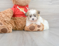 6 week old Maltipom Puppy For Sale - Puppy Love PR