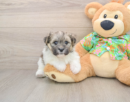 5 week old Maltipom Puppy For Sale - Puppy Love PR