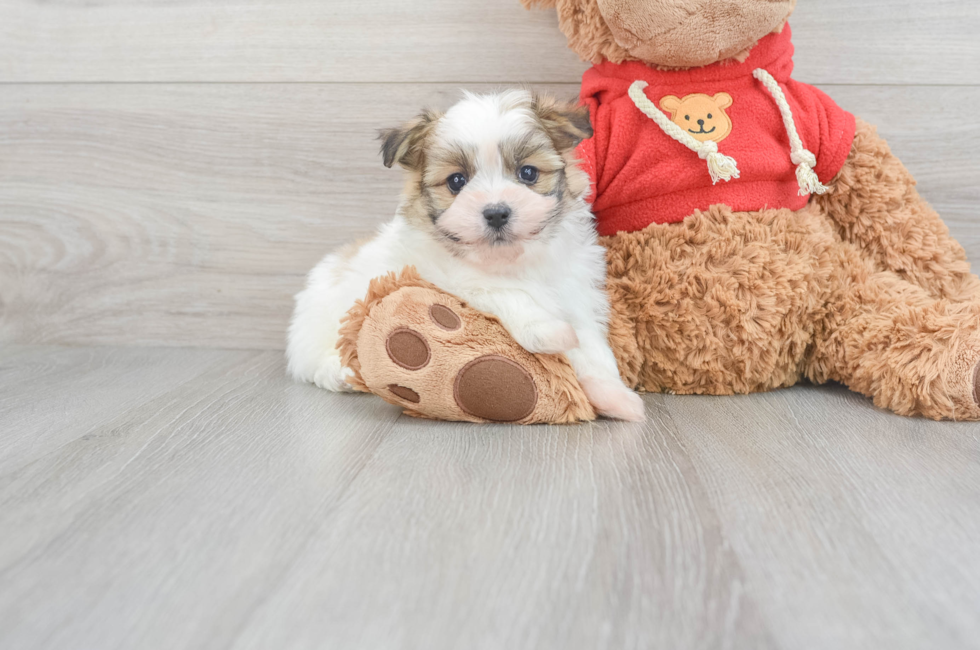 6 week old Maltipom Puppy For Sale - Puppy Love PR