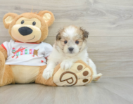 6 week old Maltipom Puppy For Sale - Puppy Love PR