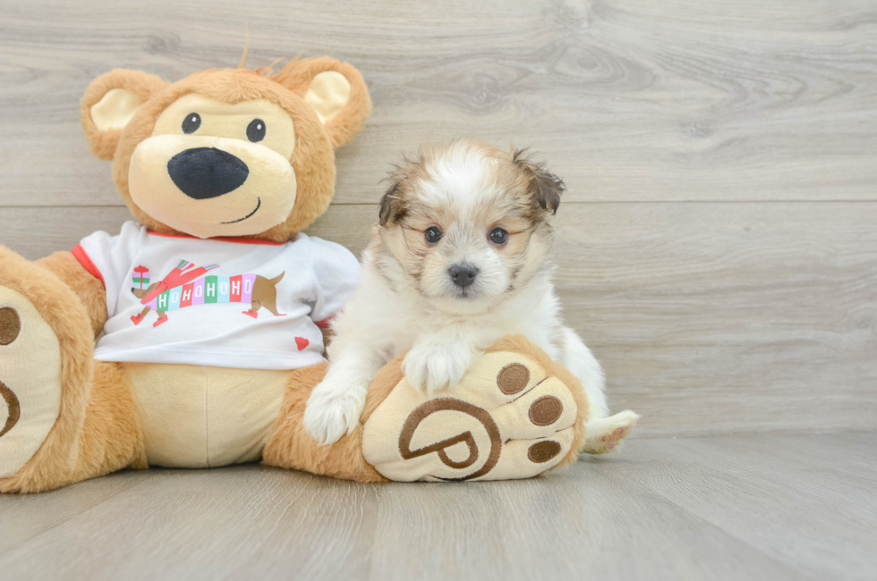 6 week old Maltipom Puppy For Sale - Puppy Love PR