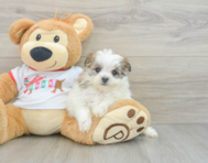 6 week old Maltipom Puppy For Sale - Puppy Love PR