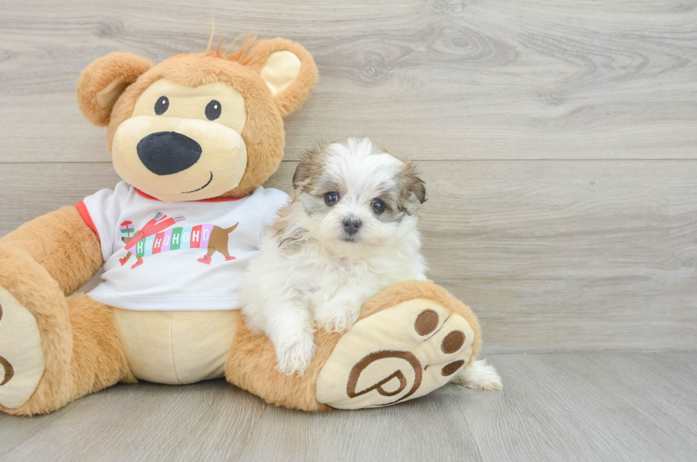 6 week old Maltipom Puppy For Sale - Puppy Love PR