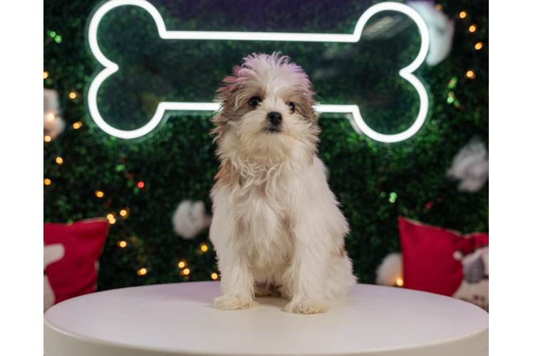 Cute Maltipom Designer Pup