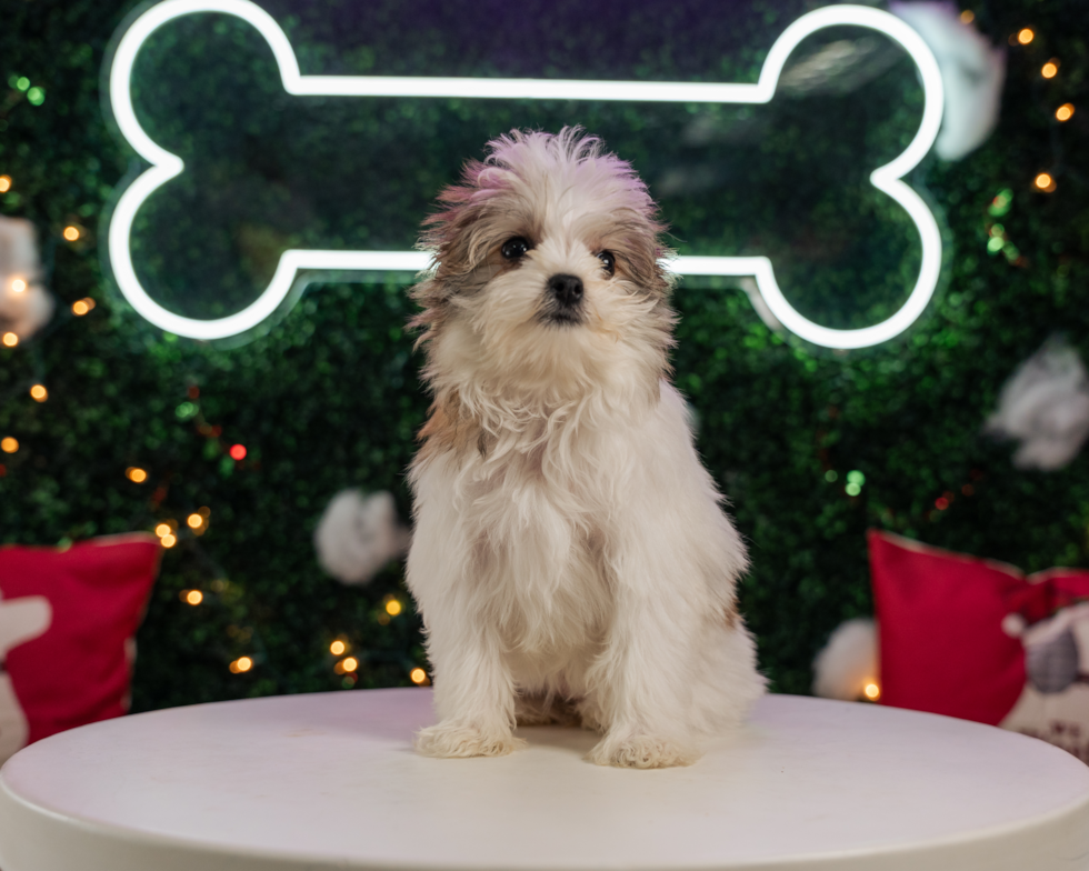 Cute Maltipom Designer Pup