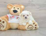 6 week old Maltipom Puppy For Sale - Puppy Love PR