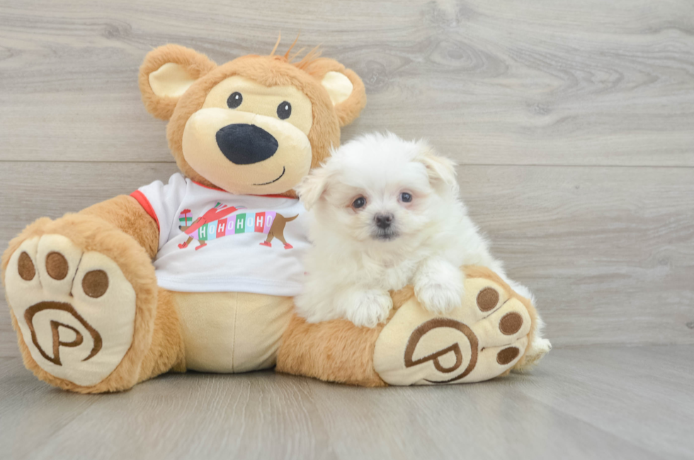 6 week old Maltipom Puppy For Sale - Puppy Love PR