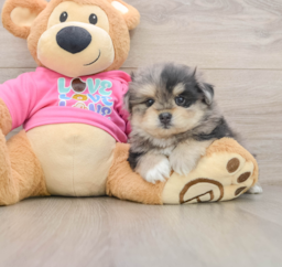 5 week old Maltipom Puppy For Sale - Puppy Love PR